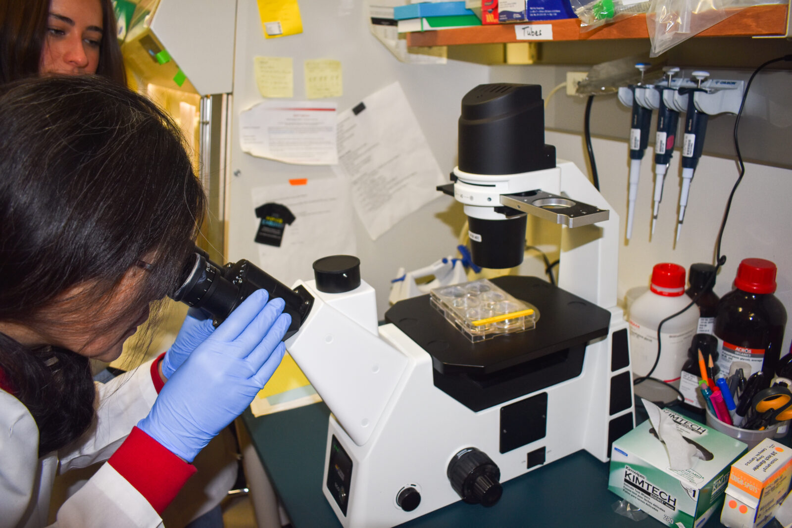 scientist looking through microscope
