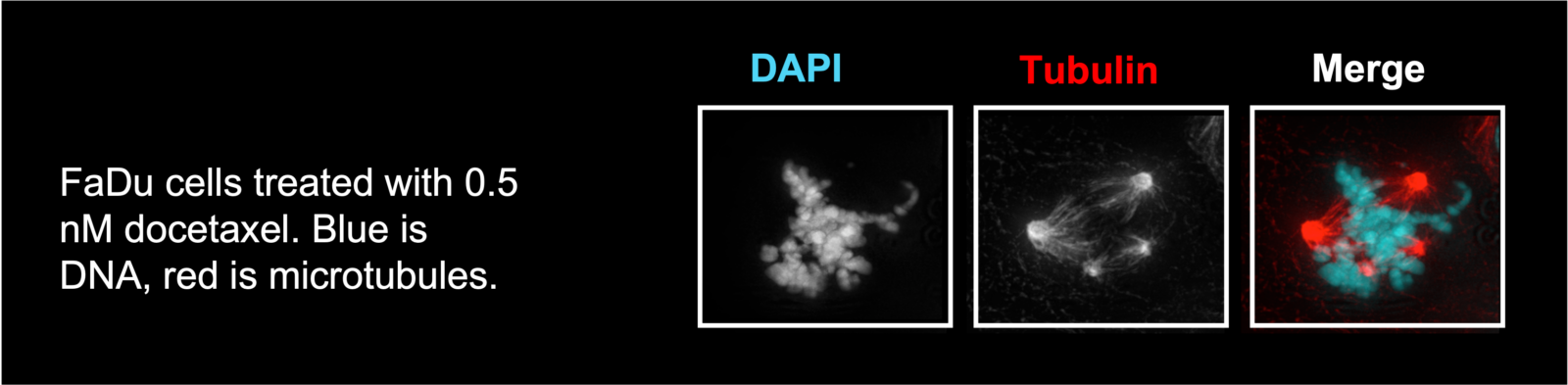 Cosper Lab Research Figure 5. Micrographs of FaDu Cells treated with 0.5nM docetaxel.