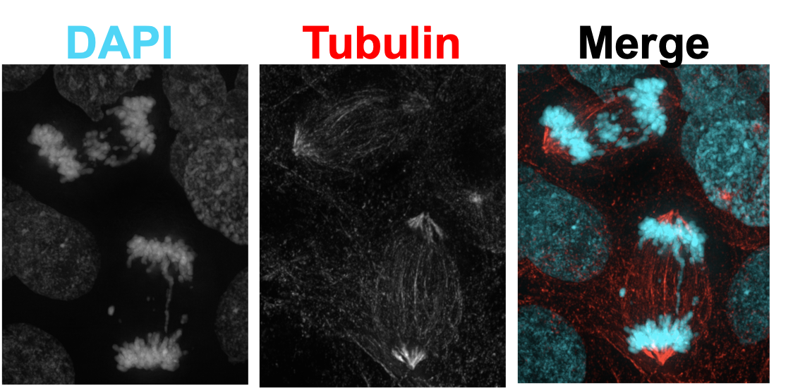 Cosper Lab Research Figure 3