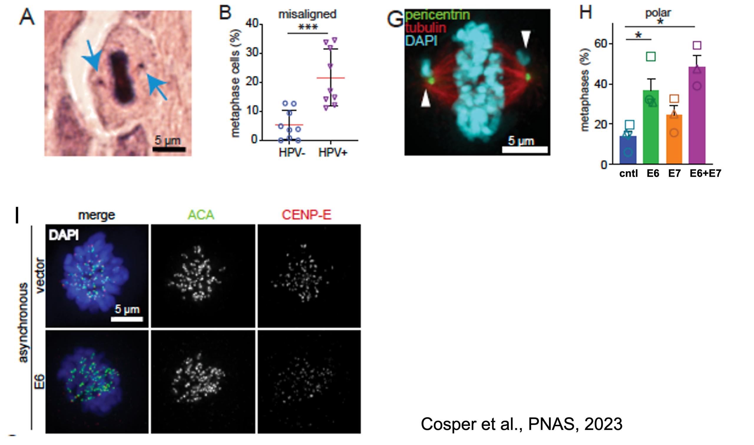 Cosper Lab Research Figure 6