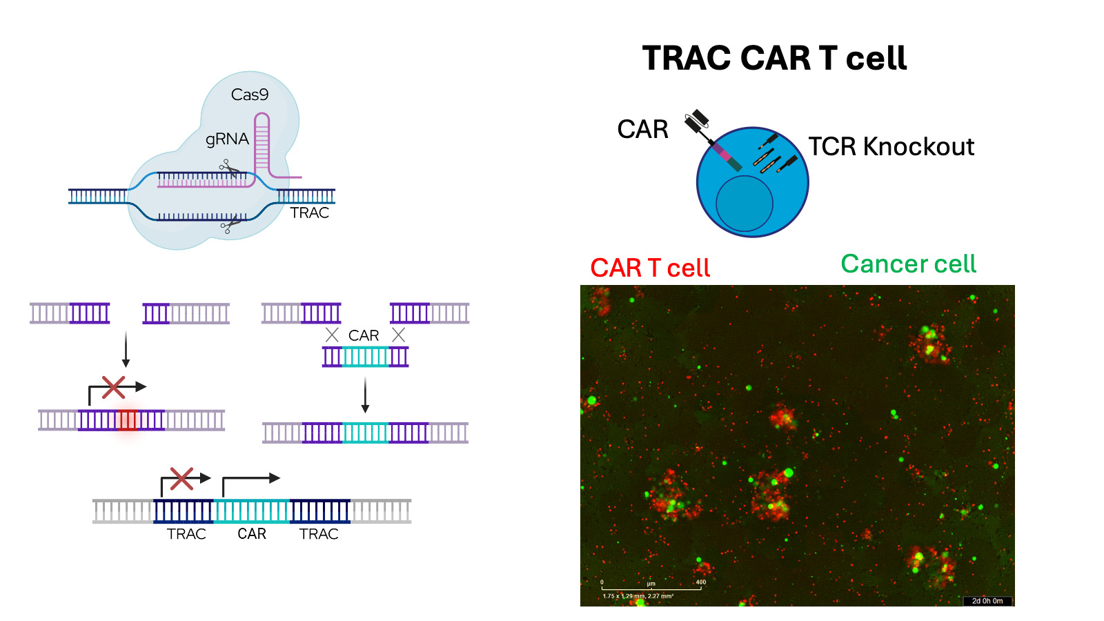 Sodji lab research figure 1