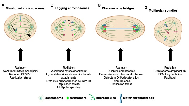 Cosper Lab Research Figure 1