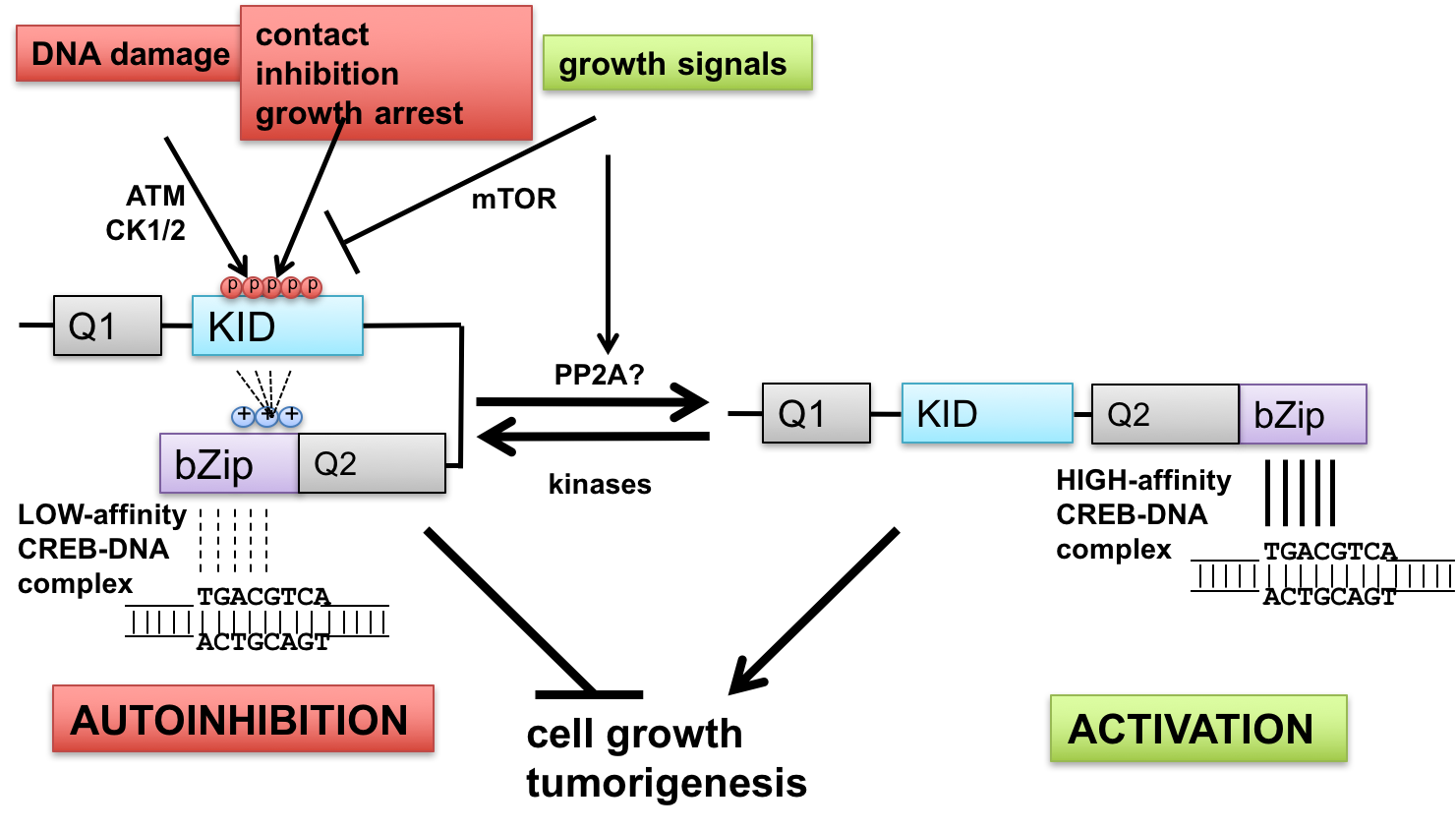 Tibbetts lab research figure 2