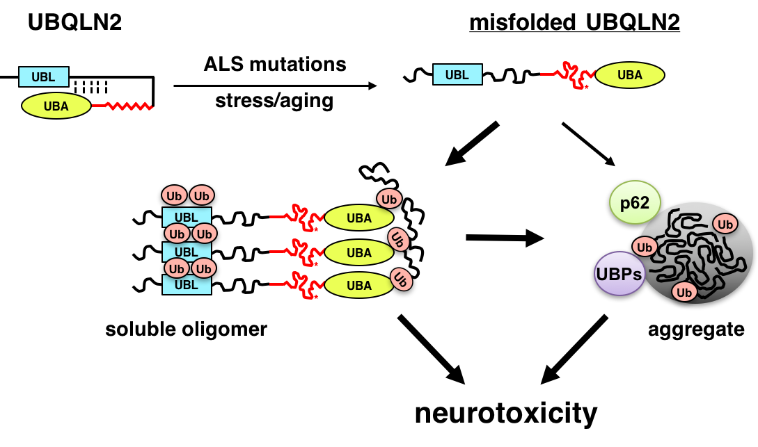 Tibbetts lab research figure 2